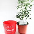 Load image into Gallery viewer, Umbrella Schefflera Plant In "Love Is Patient" Nursery Pot