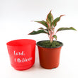 Load image into Gallery viewer, Red Aglaonema Plant in "Lord, I Believe" Nursery Pot