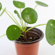 Load image into Gallery viewer, Pilea Peperomioides Live Plant in Ceramic White Retro Pot