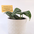 Load image into Gallery viewer, Scindapsus Pictus 'Exotica' Live Plant in Modern White Ceramic Plant Pot