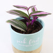Load image into Gallery viewer, Tradescantia 'Albiflora' Nanouk Live Plant in "Seek First The Kingdom Of God" Nursery Pot