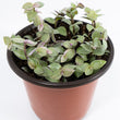 Load image into Gallery viewer, Pink Panther Wandering Jew Plant
