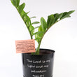 Load image into Gallery viewer, ZZ Plant in a Psalm 27 Black Nursery Pot