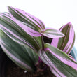 Load image into Gallery viewer, Tradescantia 'Albiflora' Nanouk Live Plant in "Seek First The Kingdom Of God" Nursery Pot