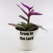 Load image into Gallery viewer, Tradescantia 'Albiflora' Nanouk Live Plant in "Grow In The Lord" Nursery Pot