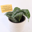 Load image into Gallery viewer, Scindapsus Pictus 'Exotica' Live Plant in Modern White Ceramic Plant Pot