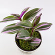 Load image into Gallery viewer, Tradescantia 'Albiflora' Nanouk Plant in "Jesus loves you" Nursery Pot