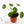 Load image into Gallery viewer, Pilea Peperomioides Live Plant in Ceramic White Retro Pot
