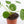 Load image into Gallery viewer, Pilea Peperomioides Live Plant in a Yellow Ceramic Flower Pot
