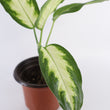 Load image into Gallery viewer, Dieffenbachia Plant in a White Glass Coral Pattern Plant Pot
