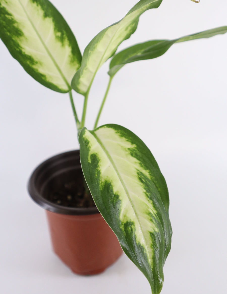 Dieffenbachia Plant in a Bamboo Square Planter