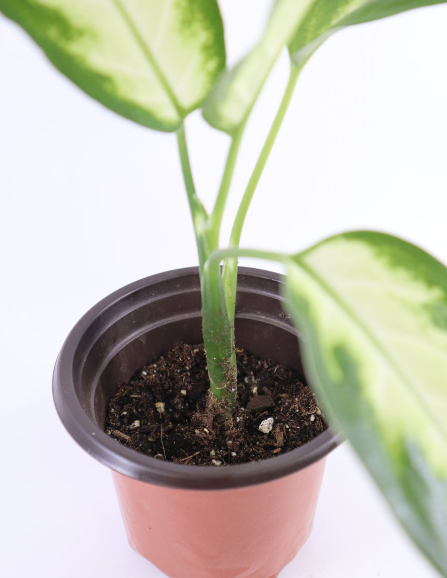 Dieffenbachia Plant in a White Glass Coral Pattern Plant Pot