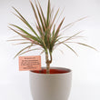 Load image into Gallery viewer, Dracaena Marginata Bush &#39;Colorama&#39; Live Plant in Gray Ceramic Nursery Pot
