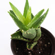 Load image into Gallery viewer, Aloe Nobilis &#39;Gold Tooth Aloe&#39; Succulent Plant in Silver Plant Pot
