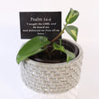 Load image into Gallery viewer, Hoya Krimson Princess Live Plant in Modern White/Gray Ceramic Plant Pot
