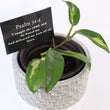 Load image into Gallery viewer, Hoya Krimson Princess Live Plant in Modern White/Gray Ceramic Plant Pot
