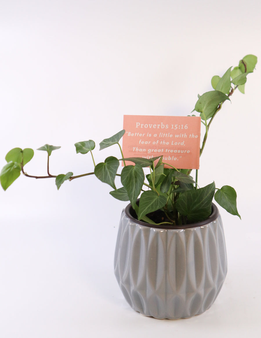 Persian Ivy Live Plant in a Gray Ceramic Flower Pot