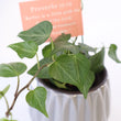 Load image into Gallery viewer, Persian Ivy Live Plant in a Gray Ceramic Flower Pot
