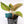 Load image into Gallery viewer, Pink Aglaonema Plant
