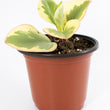 Load image into Gallery viewer, Baby Rubberplant - Live Plant
