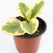 Load image into Gallery viewer, Baby Rubberplant - Live Plant
