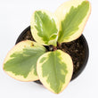 Load image into Gallery viewer, Baby Rubberplant - Live Plant
