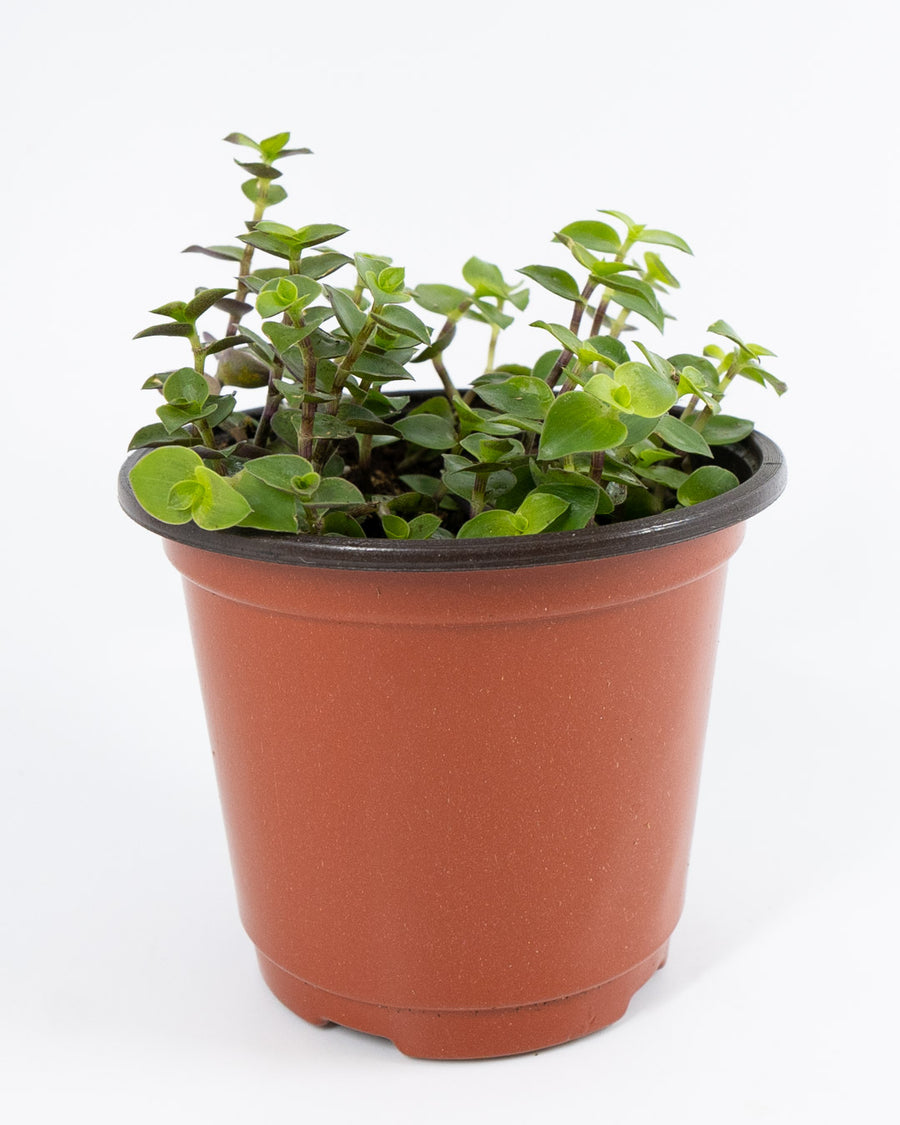 Creeping Inch Plant - Live Plant