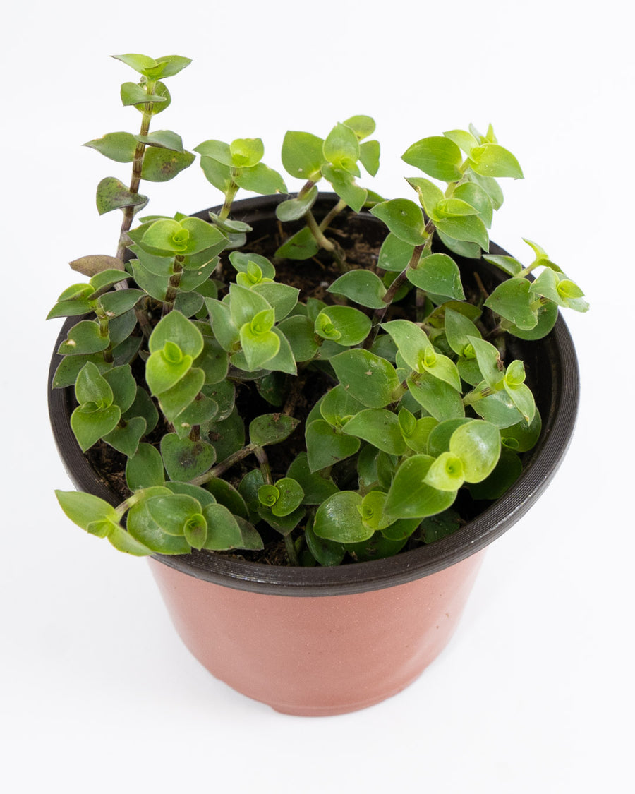 Creeping Inch Plant - Live Plant