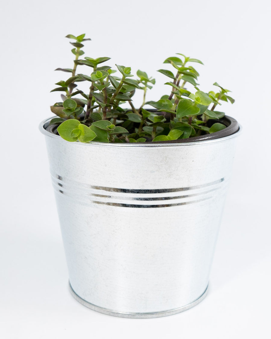 Creeping Inch Plant - Live Plant