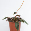 Load image into Gallery viewer, Peperomia Rosso Plant
