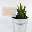 Load image into Gallery viewer, Aloe Nobilis &#39;Gold Tooth Aloe&#39; Succulent Plant in Silver Plant Pot
