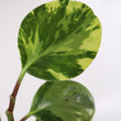 Load image into Gallery viewer, Peperomia Obtusifolia Plant
