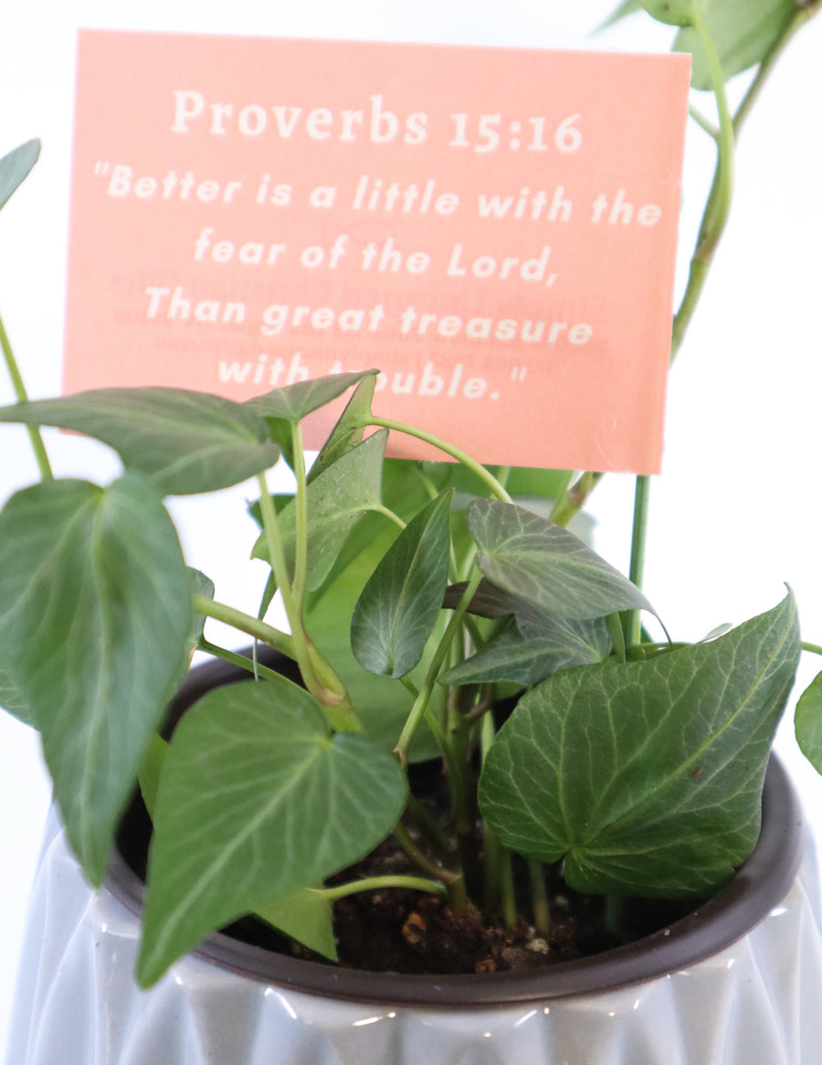 Persian Ivy Live Plant in a Gray Ceramic Flower Pot