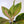 Load image into Gallery viewer, Pink Aglaonema Plant
