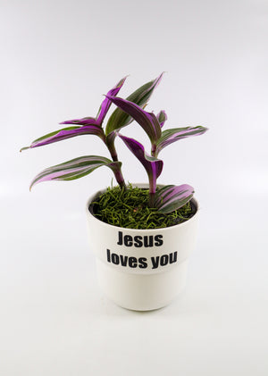 Tradescantia 'Albiflora' Nanouk Plant in "Jesus loves you" Nursery Pot