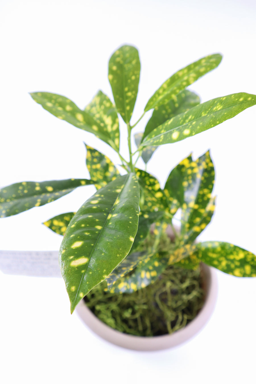 Croton Gold Dust Live Plant
