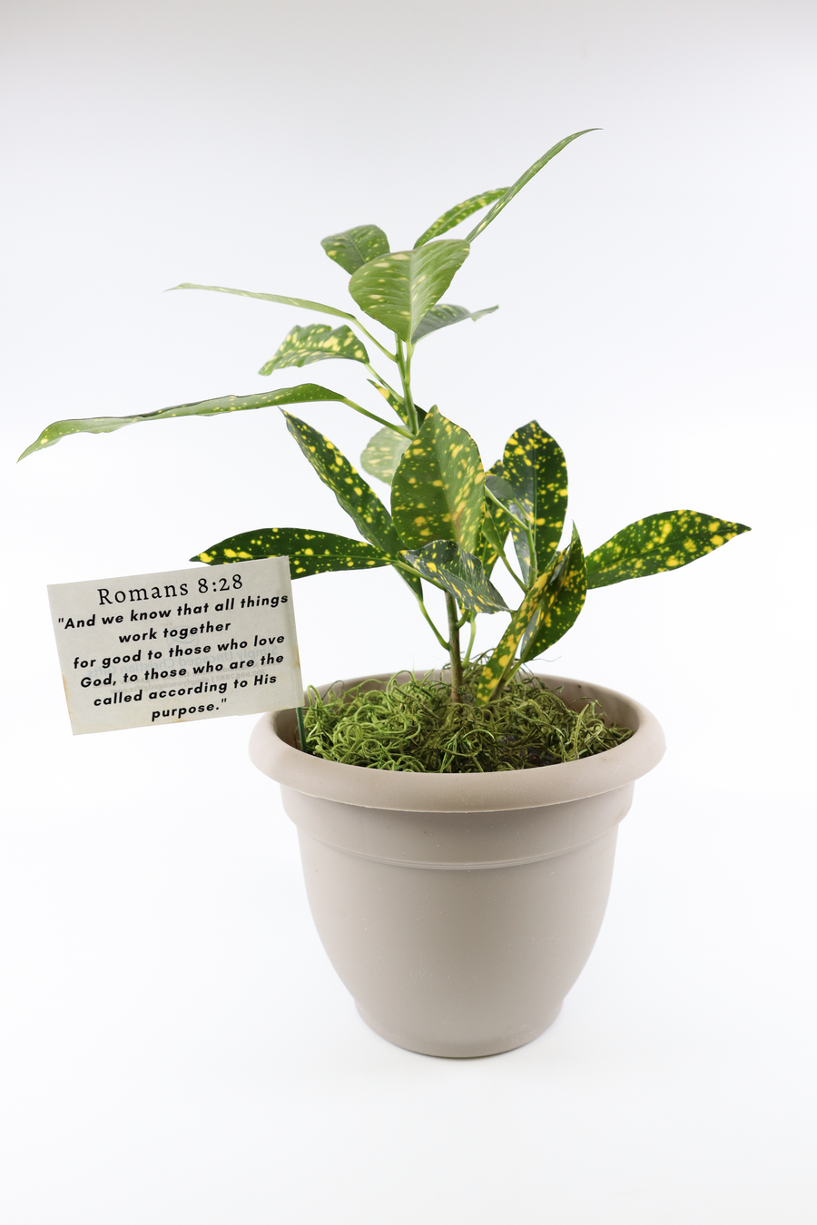 Croton Gold Dust Live Plant