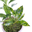Load image into Gallery viewer, Croton Gold Dust Live Plant
