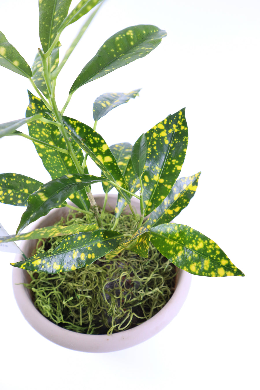 Croton Gold Dust Live Plant