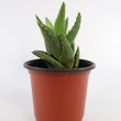 Load image into Gallery viewer, Aloe Nobilis &#39;Gold Tooth Aloe&#39; Succulent Plant in White Glass Coral Pattern Plant Pot
