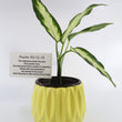 Load image into Gallery viewer, Dieffenbachia Plant in a Yellow Ceramic Flower Pot

