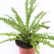 Load image into Gallery viewer, Ladder Fern Plant in a Square Bamboo Planter
