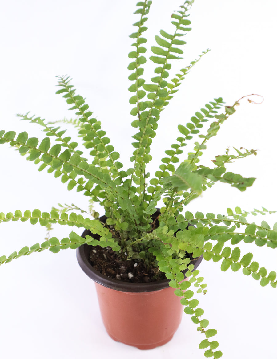 Ladder Fern Plant in a Yellow Ceramic Flower Pot