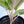 Load image into Gallery viewer, Pink Aglaonema Plant
