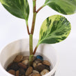 Load image into Gallery viewer, Peperomia Obtusifolia Plant
