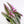 Load image into Gallery viewer, Tradescantia &#39;Albiflora&#39; Nanouk Live Plant in &quot;Grow In The Lord&quot; Nursery Pot
