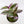 Load image into Gallery viewer, Tradescantia &#39;Albiflora&#39; Nanouk Plant in &quot;Jesus loves you&quot; Nursery Pot
