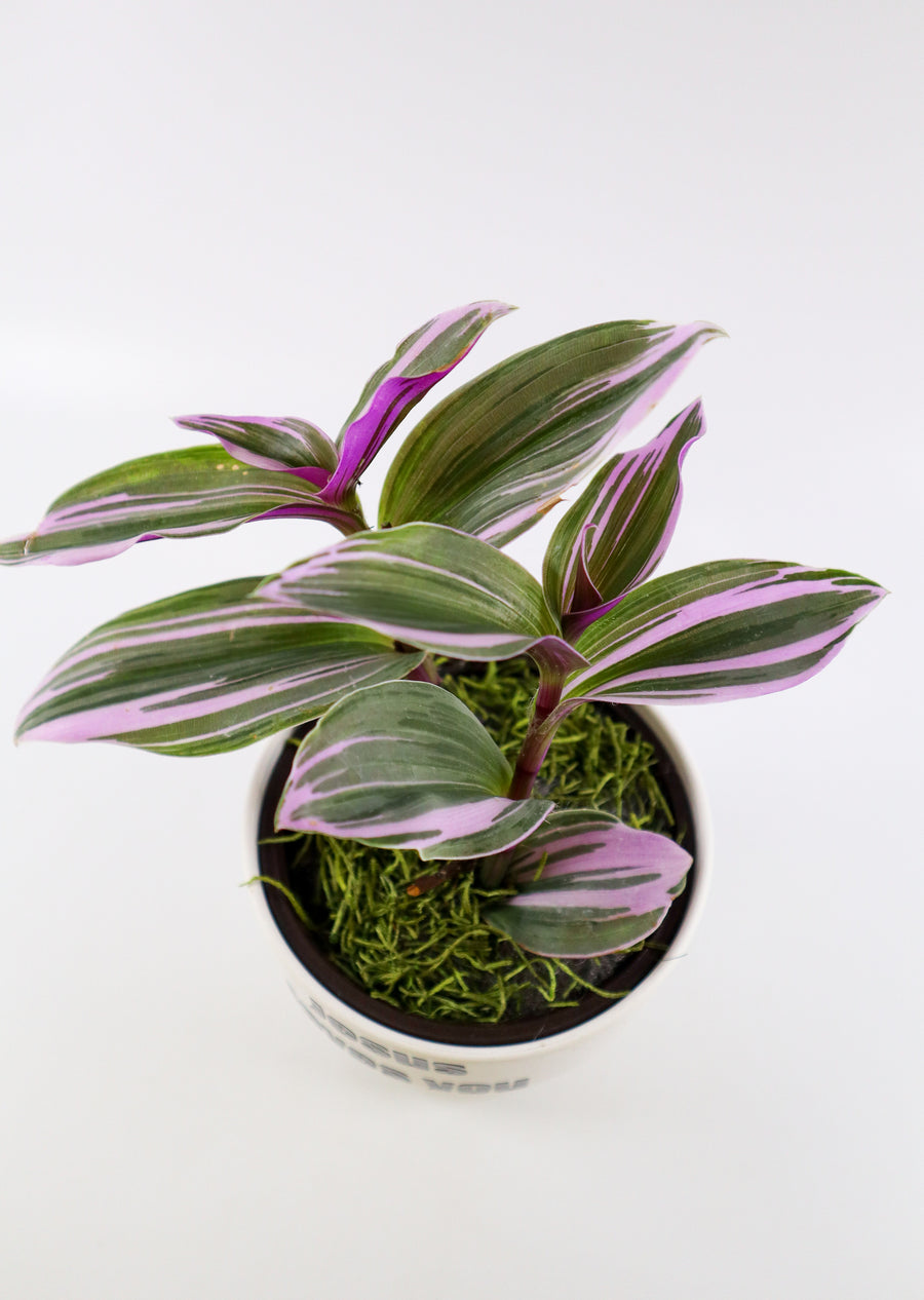 Tradescantia 'Albiflora' Nanouk Plant in "Jesus loves you" Nursery Pot