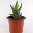 Load image into Gallery viewer, Aloe Nobilis &#39;Gold Tooth Aloe&#39; Succulent Plant in &quot;Jesus Loves Me&quot; Planter
