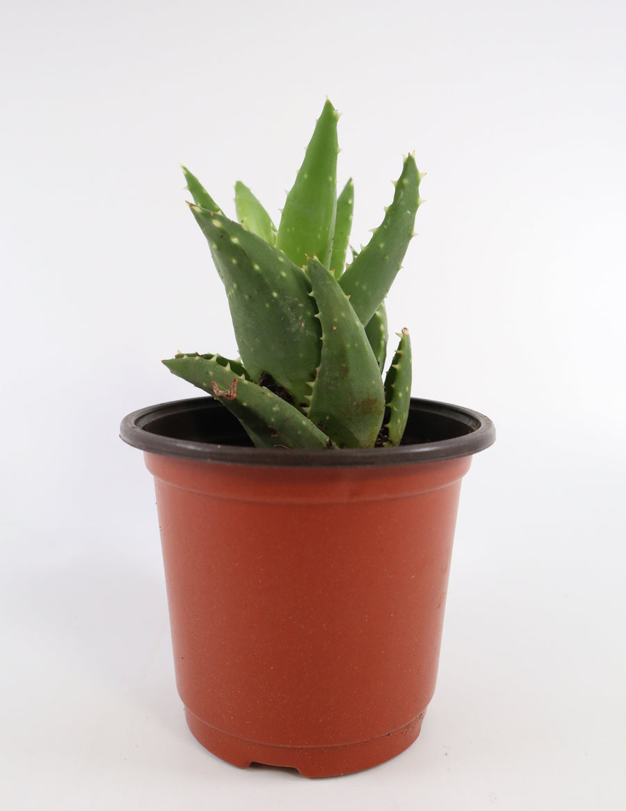 Aloe Nobilis 'Gold Tooth Aloe' Succulent Plant in "Jesus Loves Me" Planter